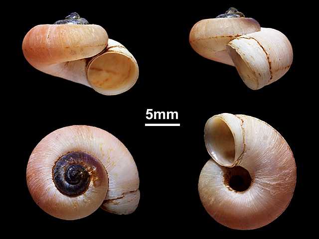 image of Aulopoma sphaeroideum (b)